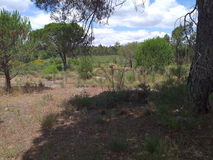 Proporção de 1/5 de 10 Terrenos · Carregal do Sal