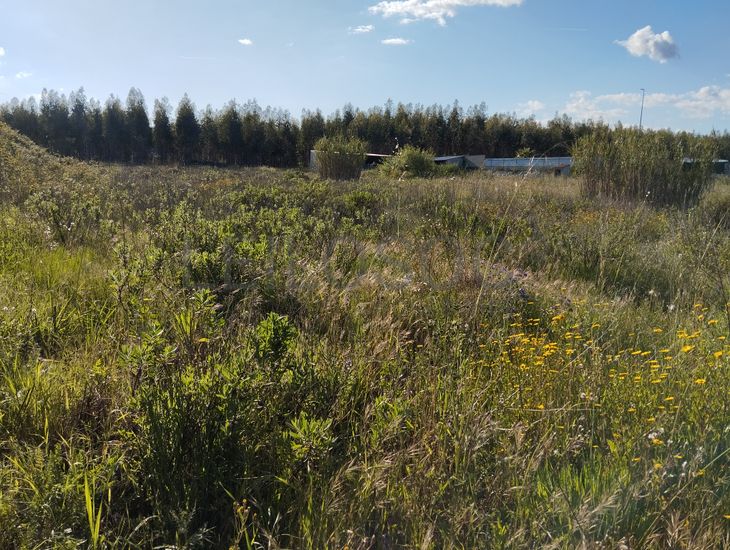 Lote para Construção · Chamusca, Santarém