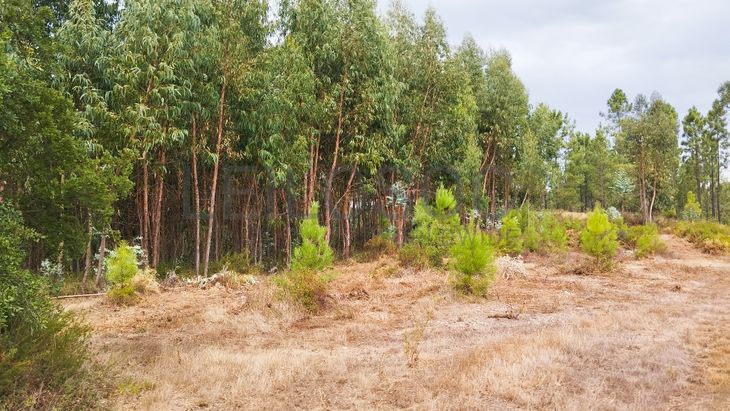 Terreno com 4.700 m² · Igreja Nova do Sobral, Ferreira do Zêzere