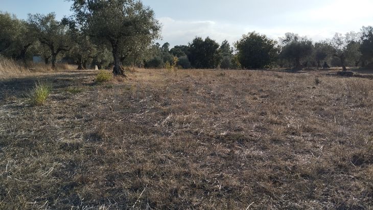 Proporção de 1/3 de Terreno · São Pedro de Tomar, Tomar