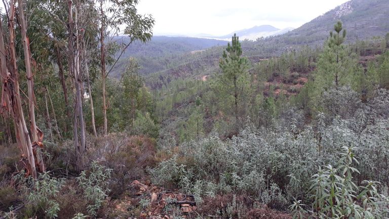 Terreno · Vila Velha de Ródão - Castelo Branco