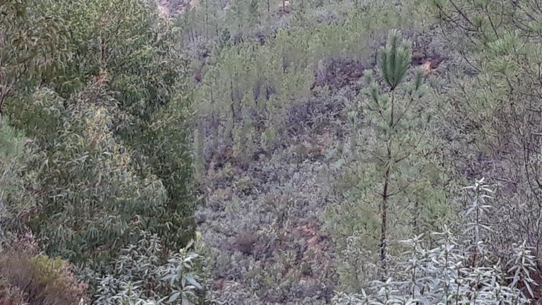 Terreno · Vila Velha de Ródão - Castelo Branco