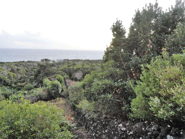 Terrenos + Proporção de Terreno · Horta