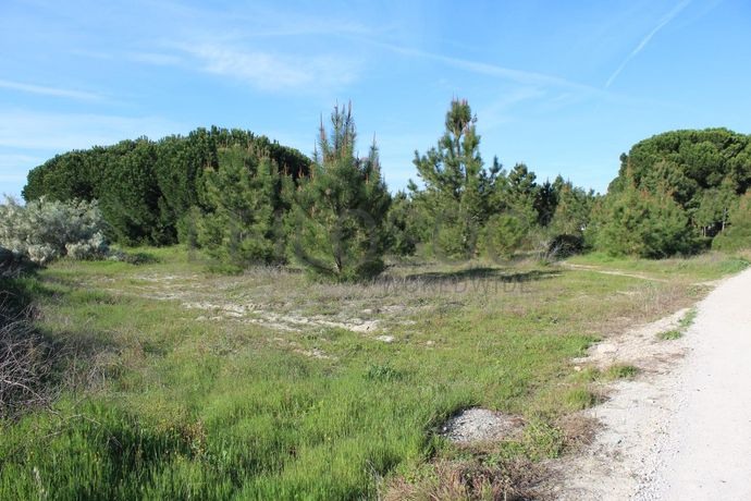 Proporção de Terreno · Palmela