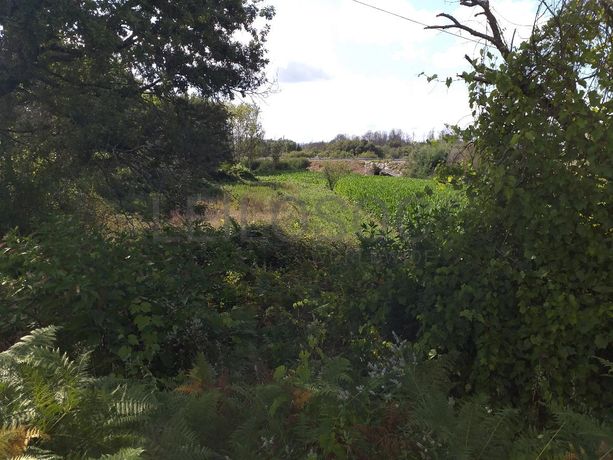 Terrenos · Campia, Vouzela