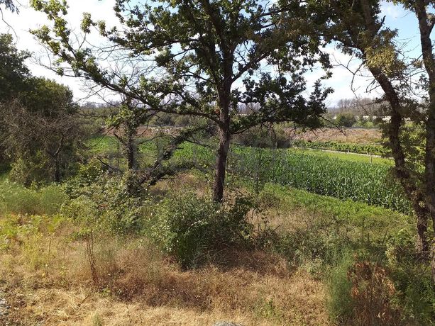 Terrenos · Campia, Vouzela