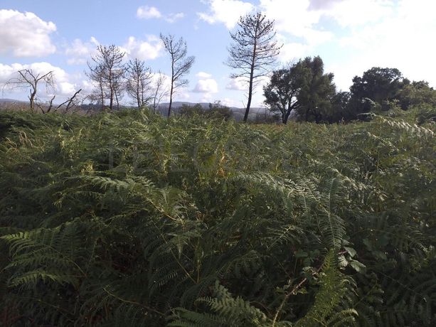 Terrenos · Campia, Vouzela