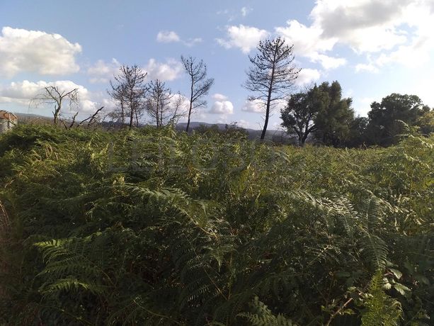 Terrenos · Campia, Vouzela