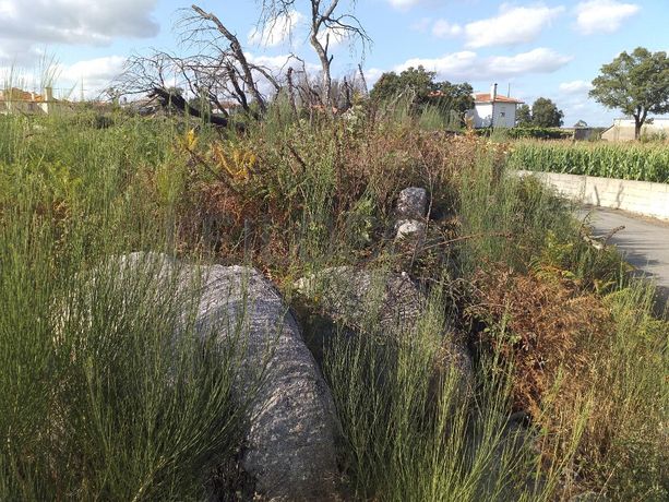 Terrenos · Campia, Vouzela