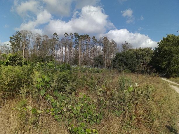 Terrenos · Campia, Vouzela