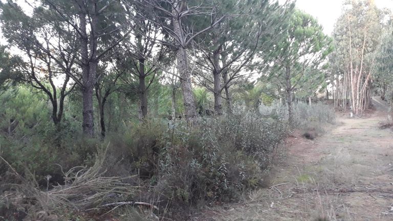 Terreno com 1,3ha · Tomar