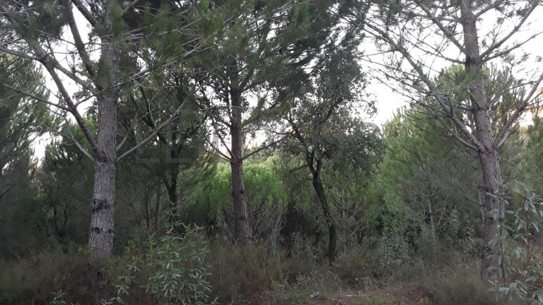 Terreno com 1,3ha · Tomar