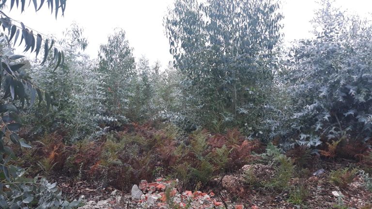 Terreno com 1,3ha · Ferreira do Zêzere