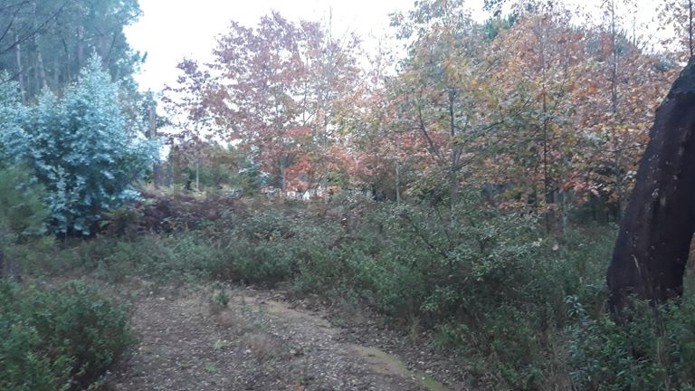 Terreno c/ 1,2ha · Ferreira do Zêzere