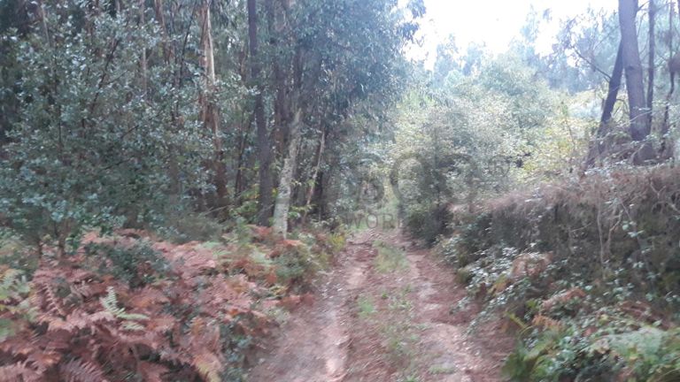 Terreno c/ 1,2ha · Ferreira do Zêzere