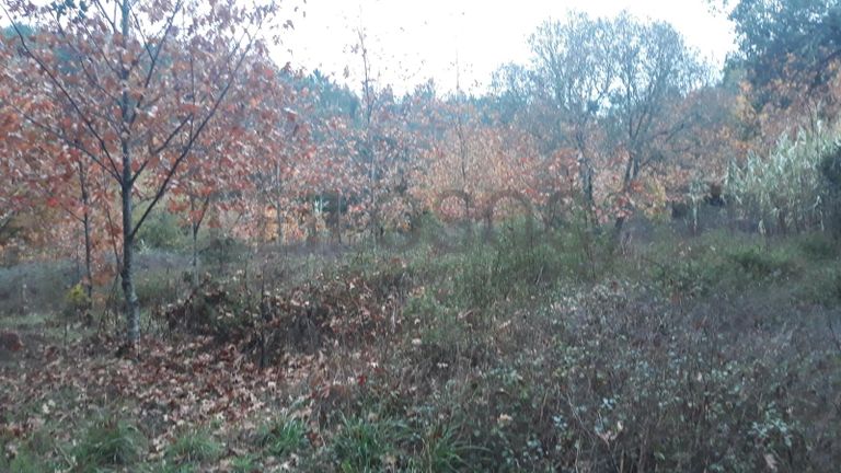 Terreno c/ 1,2ha · Ferreira do Zêzere