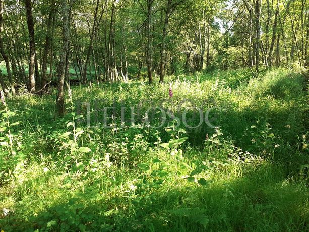 Terrenos · U. F. de Cambra e Carvalhal de Vermilhas, Vouzela