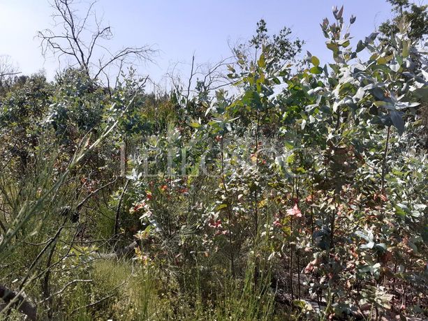 Terrenos · U. F. de Cambra e Carvalhal de Vermilhas, Vouzela