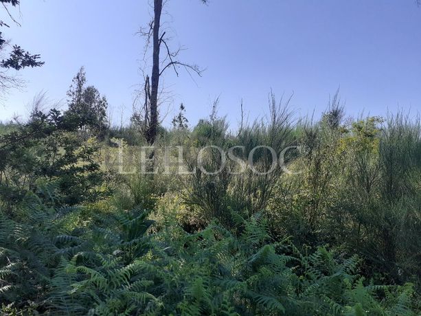 Terrenos · U. F. de Cambra e Carvalhal de Vermilhas, Vouzela