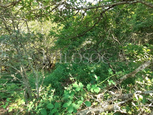 Terreno · Oliveira de Frades