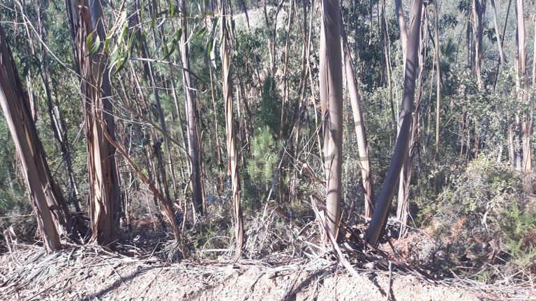 Terreno · Ferreira do Zêzere, Santarém