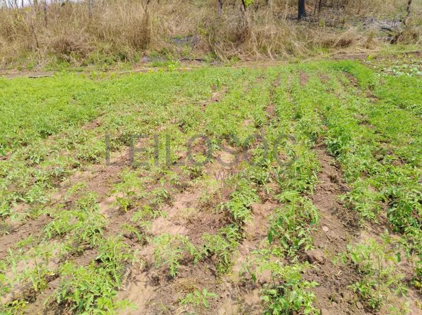 Fazenda Agropecuária | 362 ha · Lucala