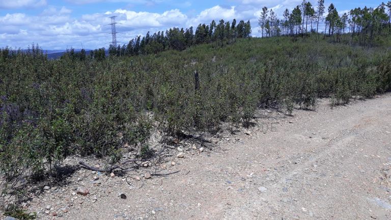 Terreno · Vila Velha de Ródão - Castelo Branco