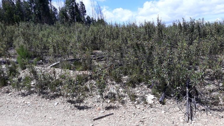 Terreno · Vila Velha de Ródão - Castelo Branco