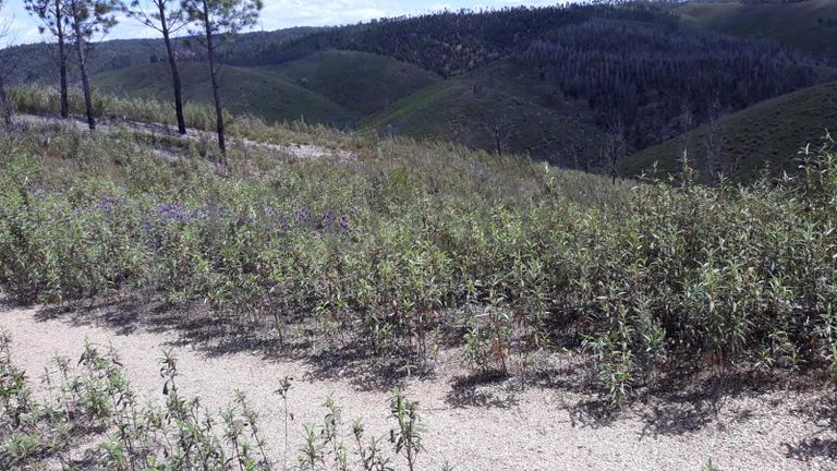 Terreno · Vila Velha de Ródão - Castelo Branco