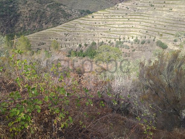 Terreno com 4,49 ha · Tabuaço