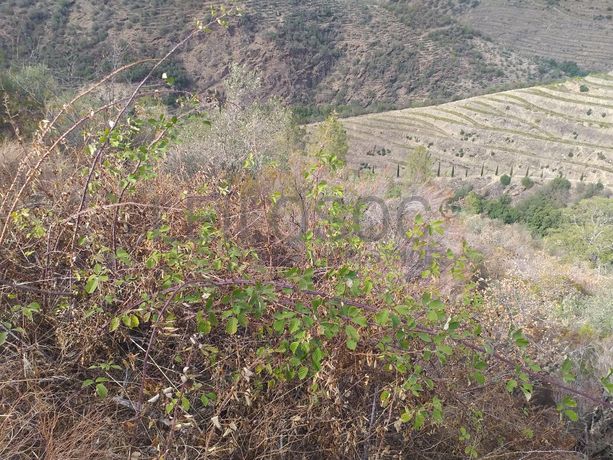 Terreno com 4,49 ha · Tabuaço