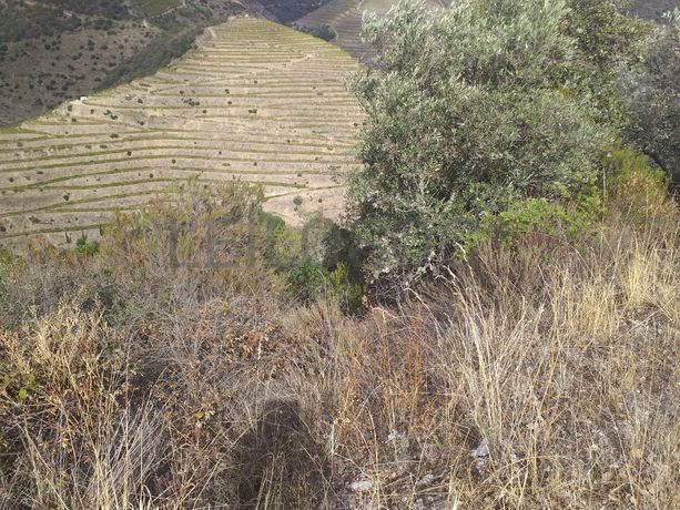 Terreno com 4,49 ha · Tabuaço