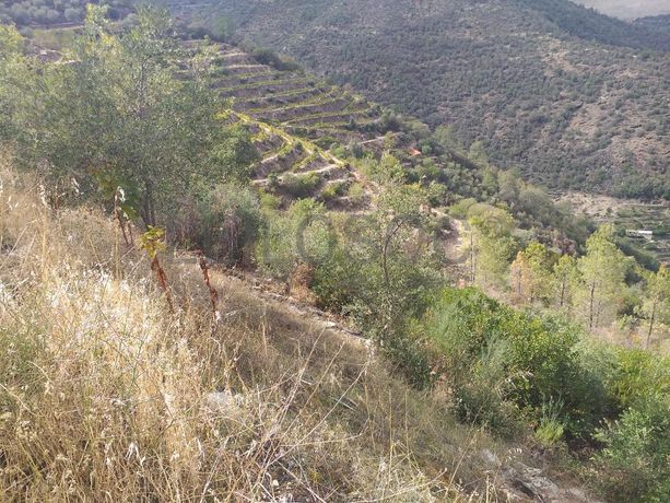 Terreno com 4,49 ha · Tabuaço