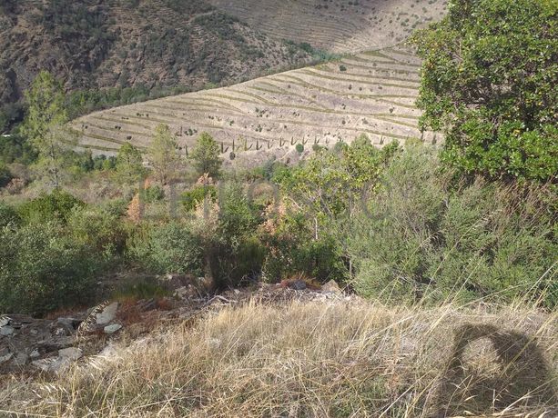 Terreno com 4,49 ha · Tabuaço