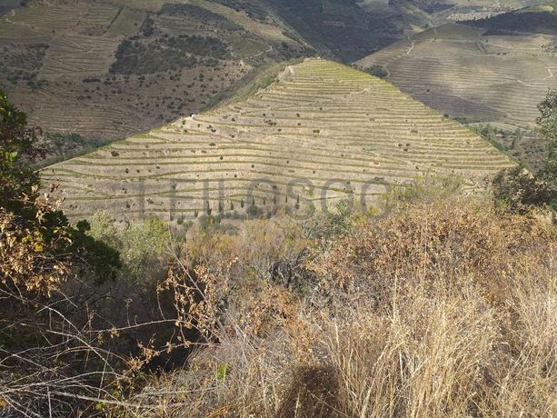 Terreno com 4,49 ha · Tabuaço