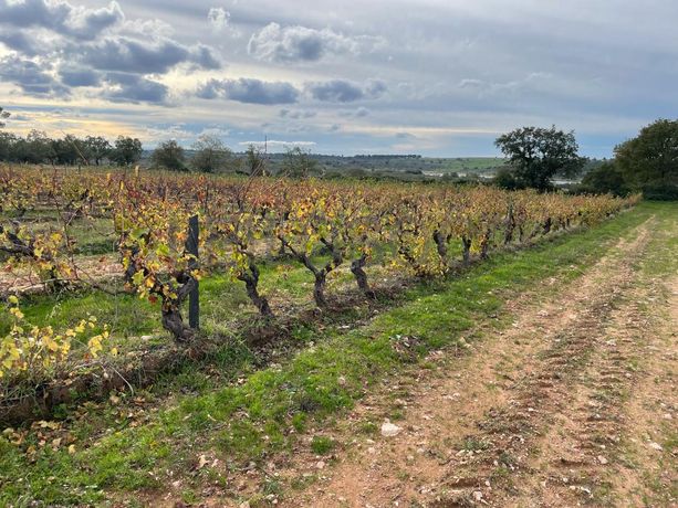 Quinhão Hereditário · Figueira de Castelo Rodrigo, Guarda