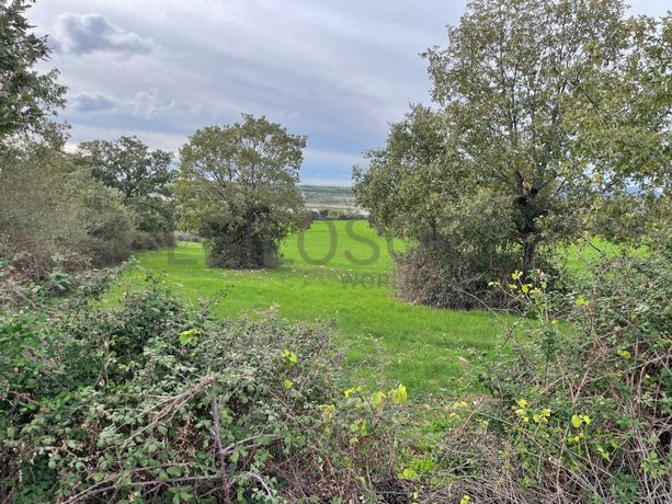 Quinhão Hereditário · Figueira de Castelo Rodrigo, Guarda