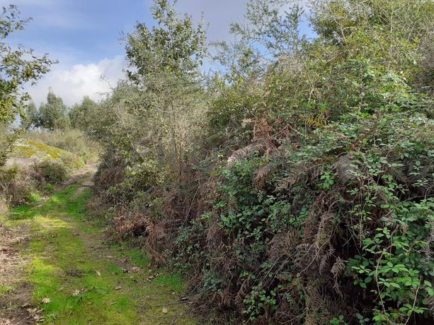 1/2 de Terreno · Viseu