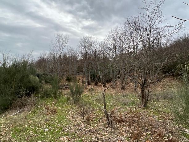 Terreno · Bragança