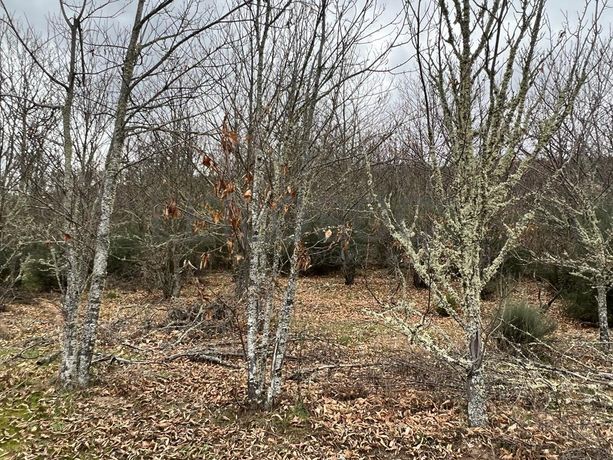 Terreno · Bragança