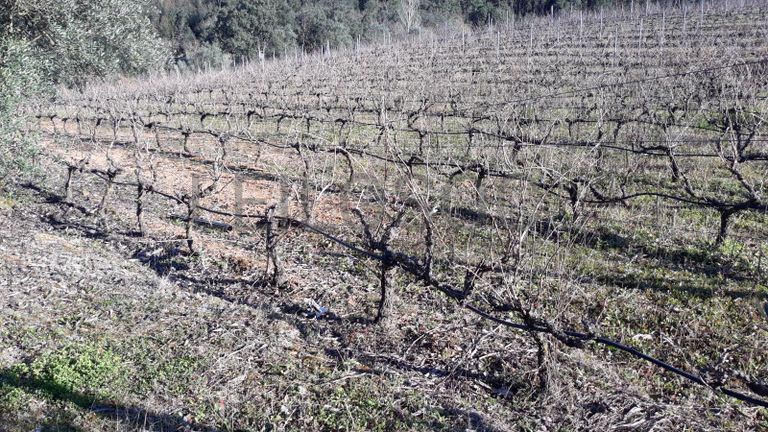 Quinta com casarão e Terreno · Ferreira do Zêzere