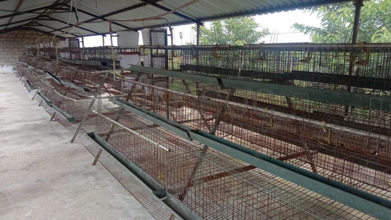 Baterias de produção de ovos e bebedouros. ·