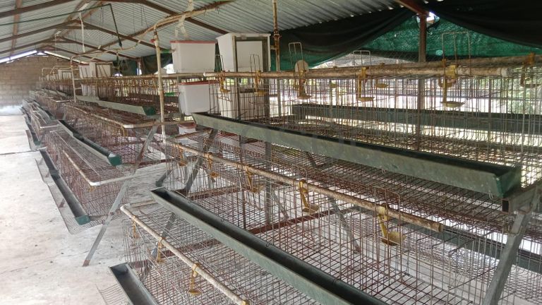 Baterias de produção de ovos e bebedouros. ·