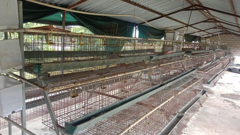 Baterias de produção de ovos e bebedouros. ·