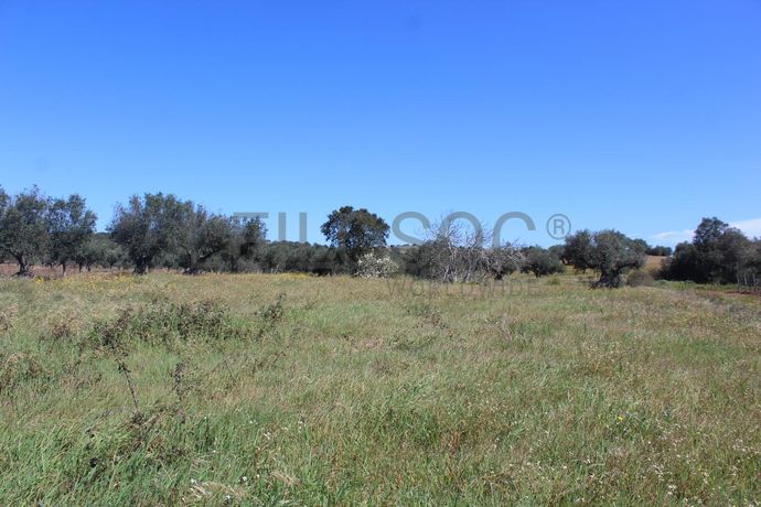 1/6 de Terreno · Cuba, Beja