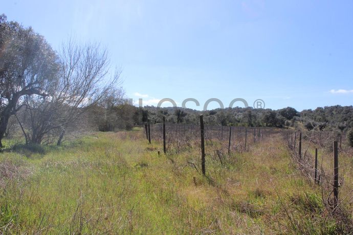 Vinha · Vidigueira, Beja