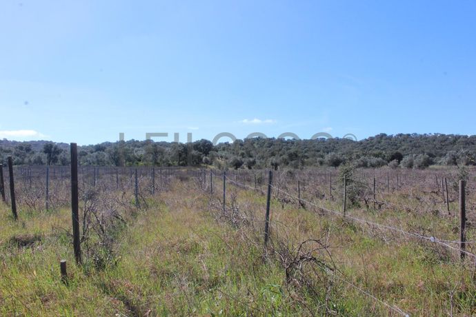 Vinha · Vidigueira, Beja