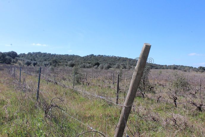 Vinha · Vidigueira, Beja