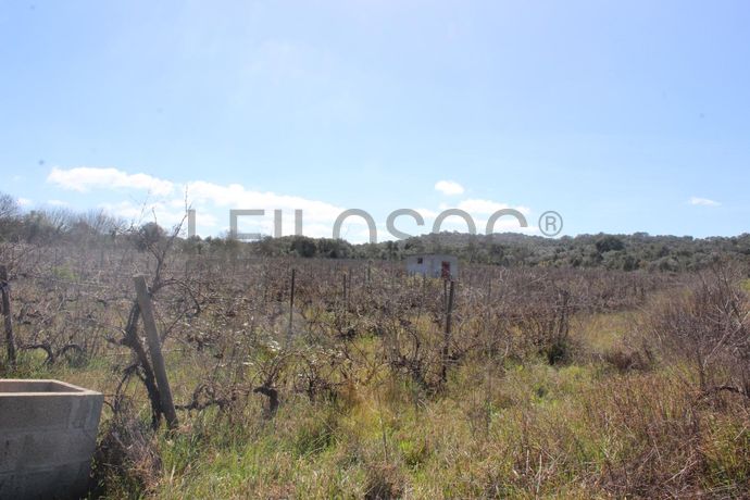 Vinha · Vidigueira, Beja