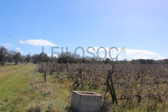 Vinha · Vidigueira, Beja